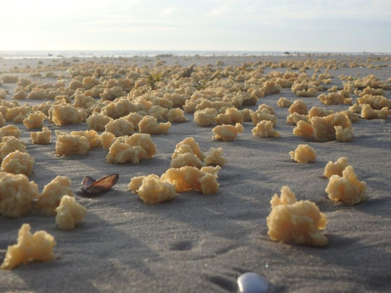 Imagen: AsociaciĂłn Sea-Mer.